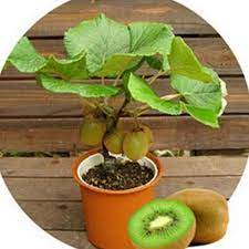 Compre 20pcs Natural Rare Organico Kiwi Frutas Bonsai Sementes Planta Decorada Jardim Decorado Barato Frete Gratis Avaliacoes Reais Com Fotos Joom
