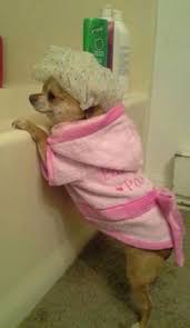 11 Dogs In Shower Caps Who Didn T See You There Cute Baby Animals Cute Dogs Cute Chihuahua