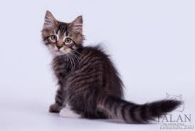 This siberian breeder is based in georgia. Siberian Kitten From World Champion Talansib Com