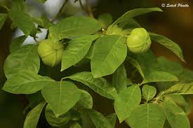 Image result for Excoecaria bussei