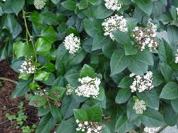 De gelderse roos (viburnum opulus) en de wollige sneeuwbal (viburnum lantana) zijn twee pioniersplanten in onze streken die naarst hun witte bloemschermen ook voor prachtige rode bessen. Sneeuwbal Plantengids Groenrijk