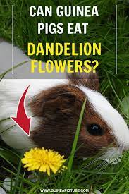 Pin On Guinea Pig Food And Diet