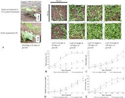 Image result for Neonotonia wightii