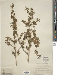 Image result for Tinnea aethiopica