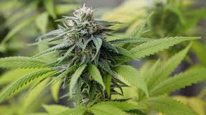 Cannabis and dht but some studies suggest that cannabis does have a direct effect on hair loss hormones. Hair Tips Benefits Of Marijuana For Hair Growth
