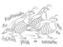 You can choose more coloring pages from bird coloring pages. California Quails Coloring Page Free Printable Coloring Pages Farm Animal Coloring Pages Animal Coloring Pages Bird Coloring Pages