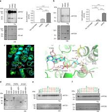 30 what is the covering of a bone called? Proteomic Analyses Identify Arh3 As A Serine Mono Adp Ribosylhydrolase Nature Communications