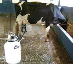 How To Milk A Cow By Machine Beginner S Guide For Milking