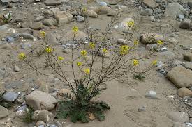 Image result for Erucastrum arabicum