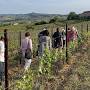 Profile Picture of Roncada Vini Doc Collio (Cormons, Italy): Address, Phone Number (@tripadvisor.co.uk) on Google