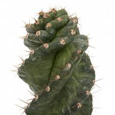 Große auswahl an cereus peruvianus. Cereus Forbesii Spiralis Spiral Kaktus 20 Cm Sus Bitkileri Ve Cicekler