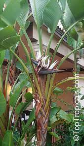 My city plants delivers indoor plants throughout nyc. Strelitzia Nicolai Giant Bird Of Paradise White Bird Of Paradise Toptropicals Com