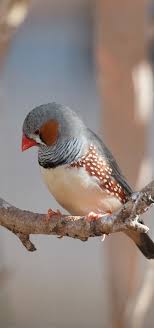 A Beautiful Zebra Finch Goruntuler Ile Guzel Kuslar Evcil Hayvanlar