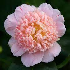 Camellias Tinker Bell Palmeira