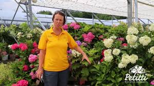 Make cut hydrangeas last longer with these tips. Petitti How To Cut Hydrangea Blooms For Vases And Dried Flowers Youtube