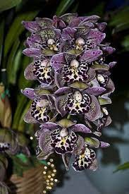 Sophronitis Alaorii Beautiful Orchids Orchid Seeds Orchid Flower
