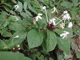 Image result for Clerodendrum capitatum