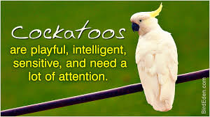 Greys, cockatoos (umbrellas, goffins, galahs, tritons, mollucans breeds: Cockatoos As Pets Please Read This Before You Bring One Home Bird Eden