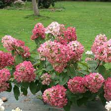Maybe you would like to learn more about one of these? Mega Mindy Hydrangea Spring Meadow Wholesale Liners Spring Meadow Nursery