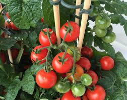 We did not find results for: Support Your Tomatoes How To Use Cages Trellises Strings And Stakes Edible Communities