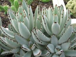 Unavailable Listing On Etsy Succulents Plants Buy Succulents