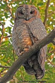 Mahmut Atici Adli Kullanicinin Kuslar Birds Aves Oiseaux Vogel طيور Panosundaki Pin Hayvanlar Alemi Hayvan Hayvanlar