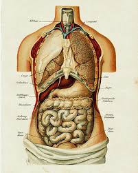 Vintage Medical Anatomy Human Organ Illustration Chart Real