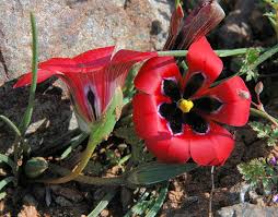 Image result for Romulea camerooniana