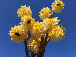 Image result for Vangueria proschii