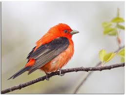 Erdal Yavas Adli Kullanicinin Kuslar Panosundaki Pin Birds Reptiles Amphibians Ve Mammals