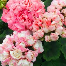 Image result for Pelargonium apetalum