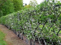 Planter Un Espalier Ou Une Palmette Chez Vous Idees Jardin Amenagement Jardin Espalier Arbres Fruitiers