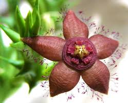 Image result for Orbea carnosa