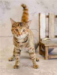 5 Gwinnett Shelter Animals Still Available In Time For Christmas Animal Shelter Animals Save Animals