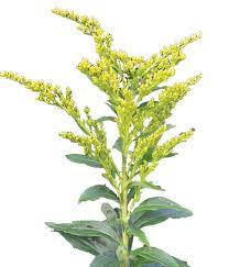 Maybe you would like to learn more about one of these? Edible Wild Plant Guide On Nature Magazine