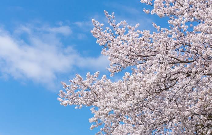 「桜 無料写真」の画像検索結果"