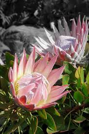 King Protea Pink Flower Brick Patterns Patio Abc Garden Beautiful Yards