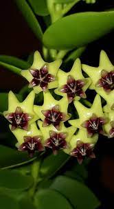 Rare Hoya Cumingiana Wax Plant Vine Porcelain Flower Flor De Etsy Plants Hoya Plants Mother Plant
