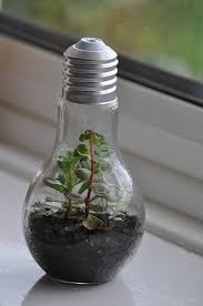 Planted Succulent Light Bulb Terrarium Diy Kit House Etsy Light Bulb Terrarium Light Bulb Terrarium Diy Succulents