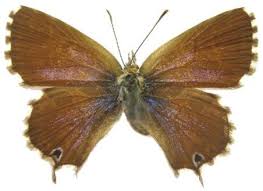 Image result for Syncolostemon flabellifolius