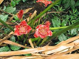 Image result for Etlingera