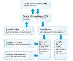 Printable Chart Of Nervous System Divisions Of The Human Nervous System Are The Central Nervous System Anatomy Central Nervous System Nervous System Diagram