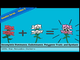 So today we're going to talk about codominance and incomplete dominance but first let's review the example of blood type and how someone with the same two alleles coding for the same trait would be called homozygous and someone with different alleles would be called heterozygous also remember. Incomplete Dominance Codominance Polygenic Traits And Epistasis Youtube
