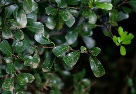 Image result for Ficus craterostoma