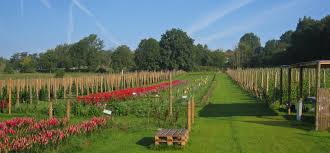 Fruit Time Venez Cueillir Vos Fraises Juin Framboises Juillet Aout Septembre Fleurs Et Autres Petits