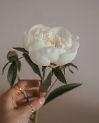 Maybe you would like to learn more about one of these? Peony Flower Meaning History And Other Interesting Facts