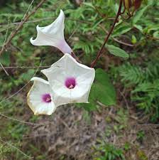 Image result for Landolphia cuneifolia