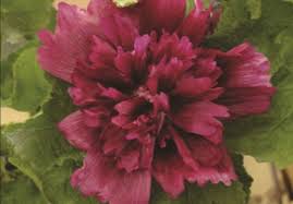 Noted for its shorter stature, alcea rosea 'queeny purple' (hollyhock) is an annual which produces sturdy spikes of large, frilly edged, purple flowers. Hollyhock Queeny Purple