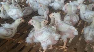 Entdecke rezepte, einrichtungsideen, stilinterpretationen und andere ideen zum ausprobieren. Standart Bobot Ayam Broiler