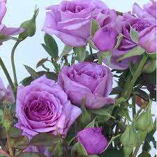 We are taking a look at 14 varieties of lavender to purple colored roses! Cottage Farms Direct Roses Vis Violet Mini Rose 2pc
